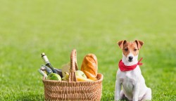Здоровий пікнік: як правильно поєднувати продукти
