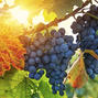 В Одеській області планують збільшити експорт вина до країн ЄС