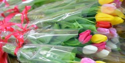 Поздравление Михаила Шмушковича с 8 Марта