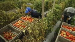 В Италии планируют легализовать еще полмиллиона трудовых мигрантов